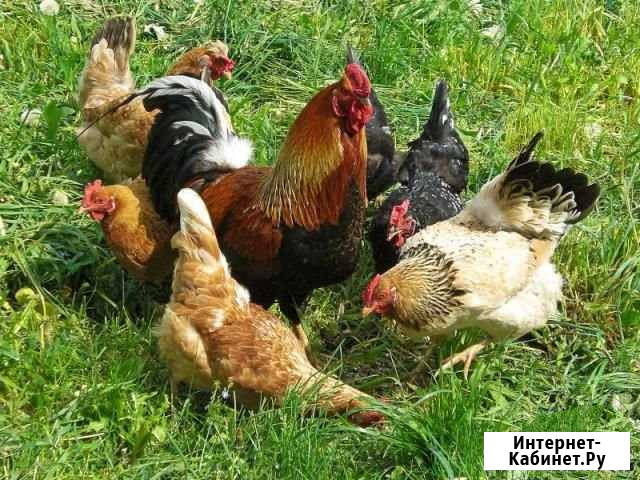 Курочки Песчанокопское - изображение 1
