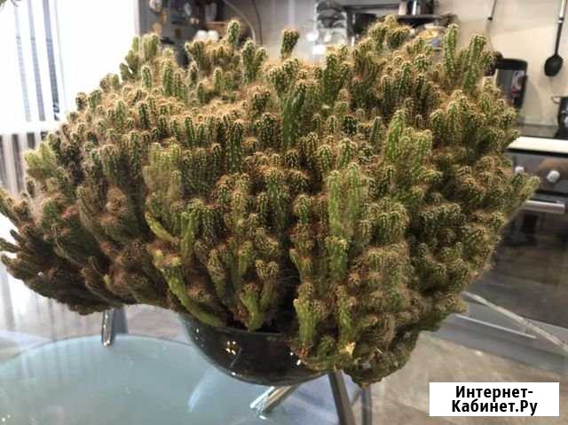 Кактус Всеволожск - изображение 1
