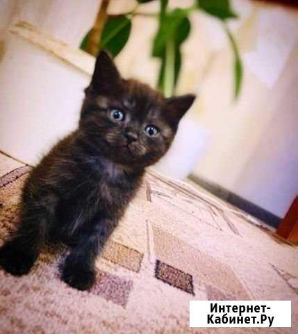 Кошка Курганинск - изображение 1