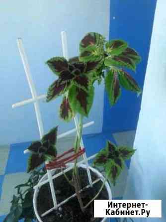 Комнатные цветы Сочи