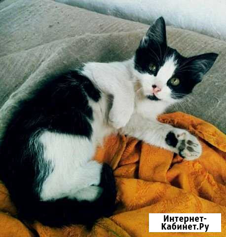 Котятки Копейск - изображение 1