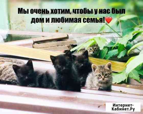 Отдам в добрые руки котят) Новочеркасск