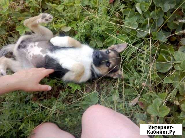 Щенок Черногорск - изображение 1