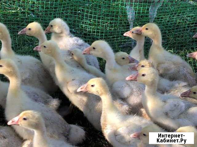 Гусята Линда 10 дн., 5 дн Чебоксары - изображение 1
