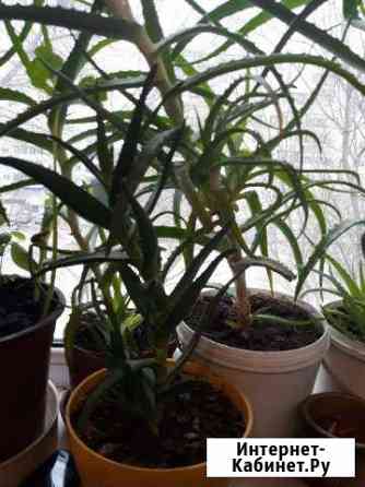 Алоя Тольятти