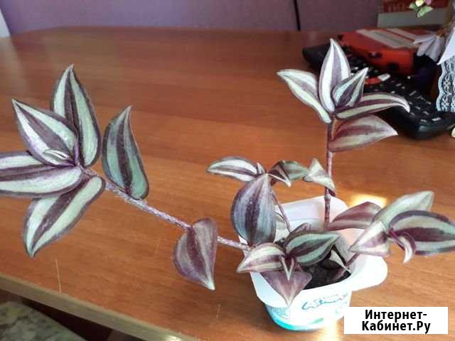 Традесканция зебрина Костерево - изображение 1