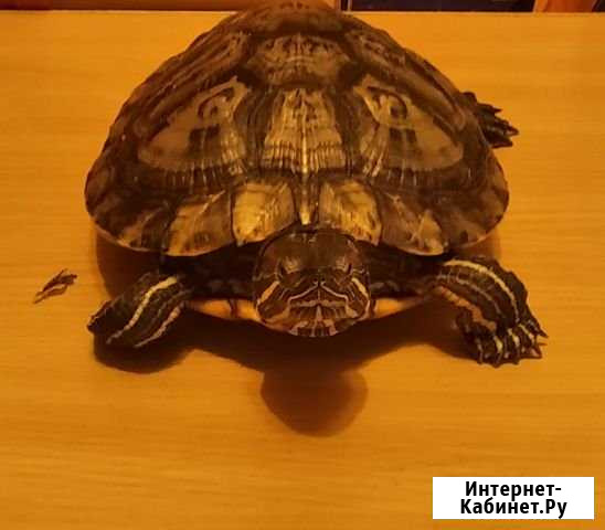 Черепаха Красноухая Нижний Новгород - изображение 1