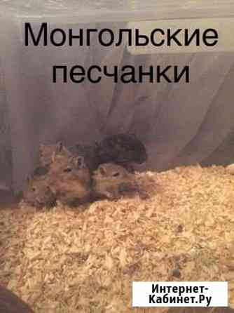 Малыши Монгольских песчанок Казань
