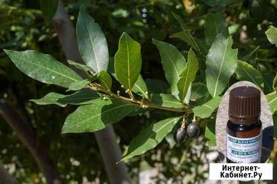 Эфирное масло лавра / Laurus Nobilis oleum 10 г Алупка