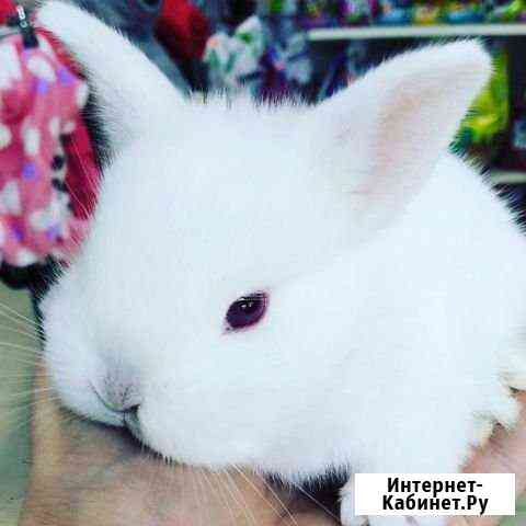 Кролик декоративный Набережные Челны