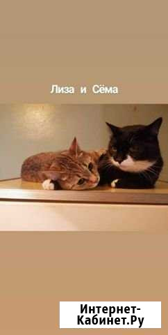 Котики Томск - изображение 1