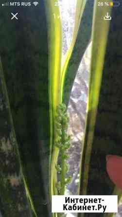 Сансевиерия Краснодар