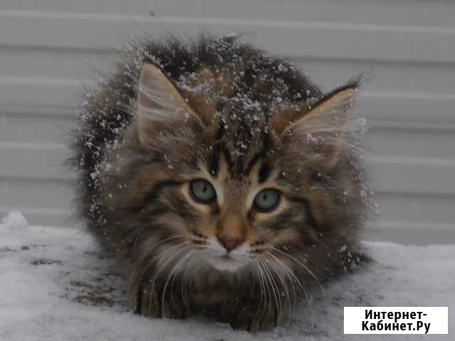 Котята породы норвежская лесная с документа Ханты-Мансийск - изображение 1