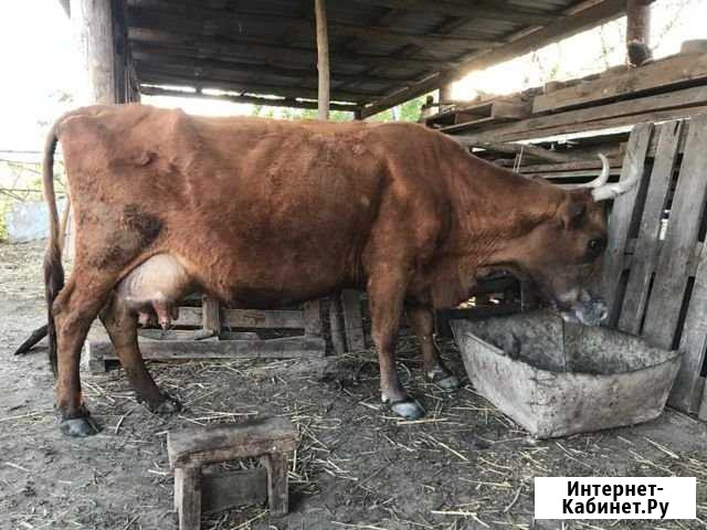 Корова И Теленок вместе р, Бычок и Телка по Кизляр - изображение 1