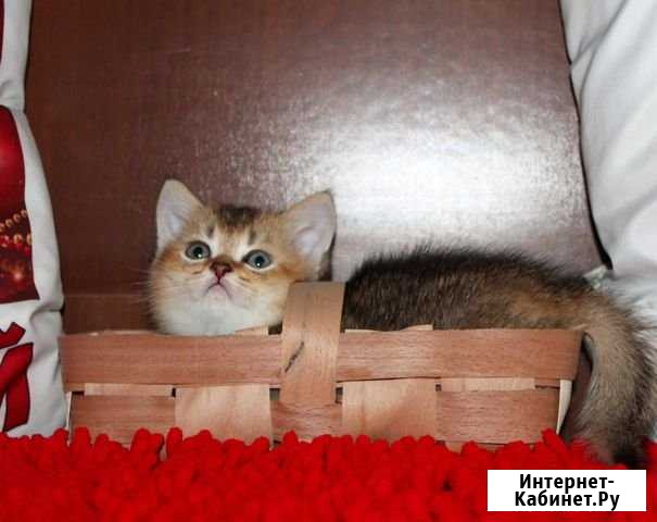Золотые шотландские детишки Джанкой - изображение 1