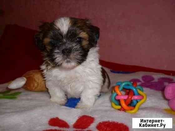 Курносики Воронеж