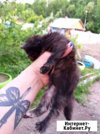 Котята В ответственные руки Хабаровск