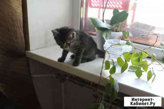 Домашние котики Санкт-Петербург