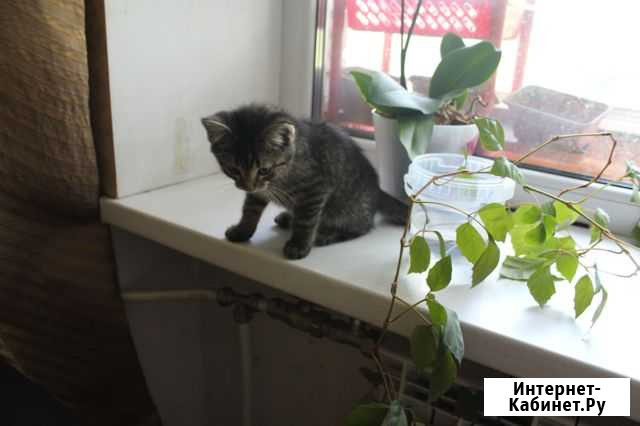 Домашние котики Санкт-Петербург - изображение 1