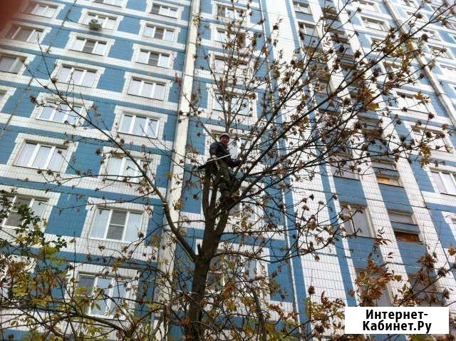 Спил деревьев Иваново - изображение 1