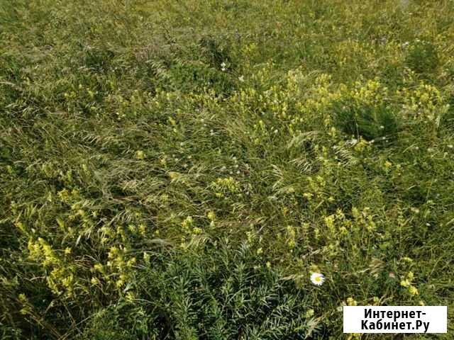 Продажа сена Курск - изображение 1