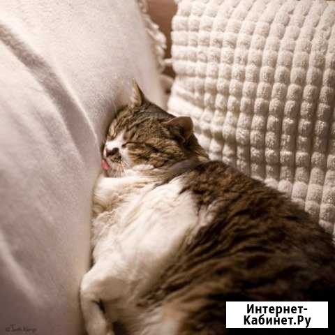 Передержка кошек Ярославль - изображение 1
