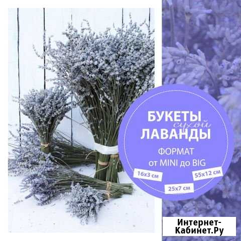 Лаванда букеты Армавир - изображение 1