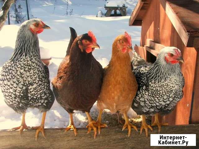 Ищу партнера-инвестора Набережные Челны - изображение 1