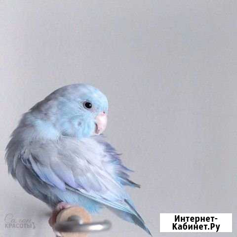 Передержка птиц Ростов-на-Дону - изображение 1