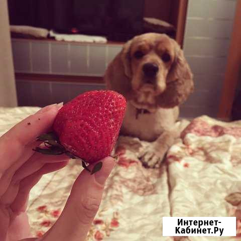 Кокер Спаниель Американский Белгород - изображение 1