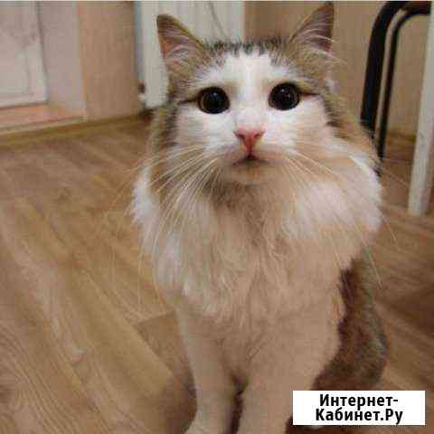 Стрижка кошек Чебоксары