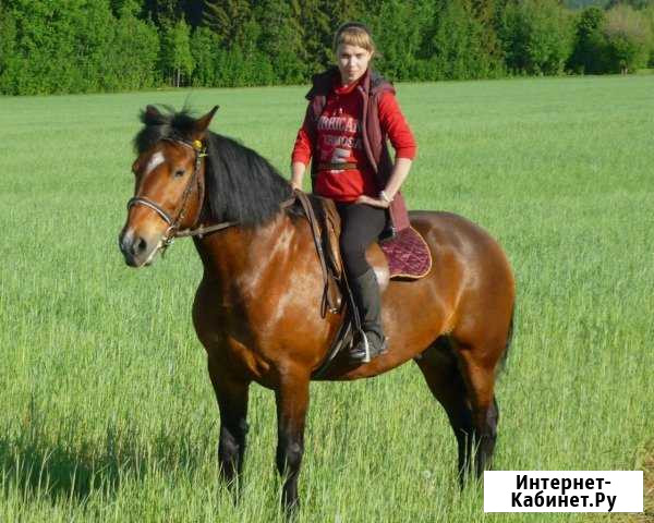 Обучение верховой езде Якшур-Бодья - изображение 1