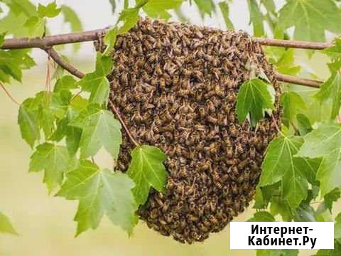 Сниму рой пчёл Волгодонск - изображение 1