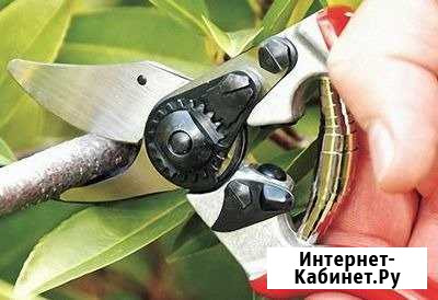 Обрезка плодовых деревьев Севастополь - изображение 1