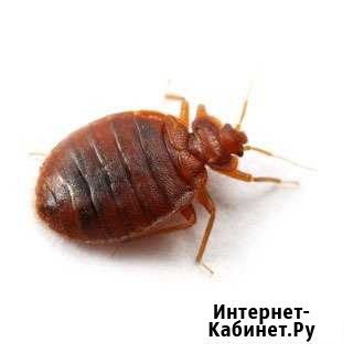Уничтожение клопов, блох,тараканов, короедов Казань - изображение 1