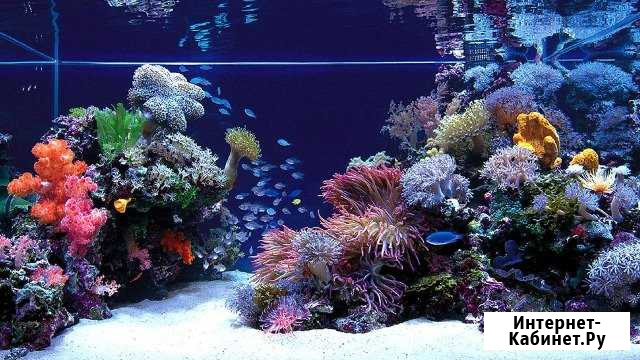 Морские аквариумы класса Премиум Воронеж - изображение 1