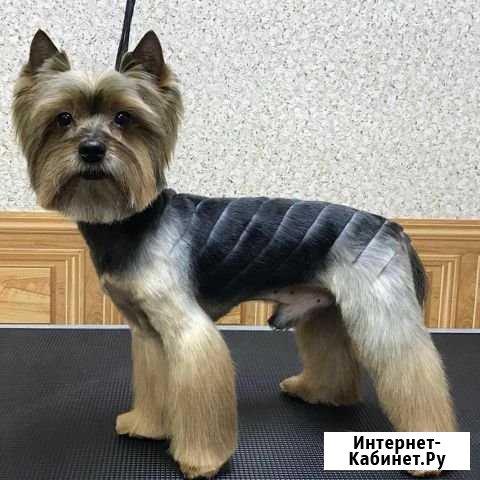 Стрижка собак и кошек Новомосковск - изображение 1