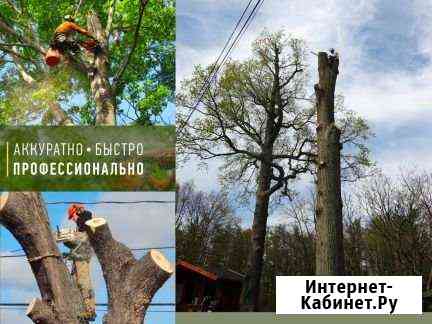 Спил деревьев, кронирование Пушкино