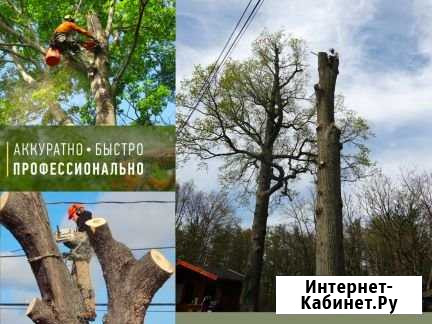 Спил деревьев, кронирование Пушкино - изображение 1