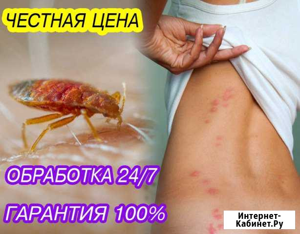 Уничтожение клопов. Дезинфекция от клопов Рязань - изображение 1