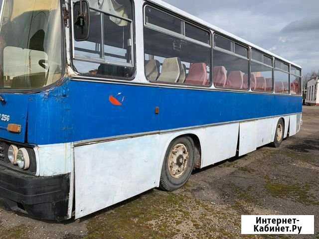 Автобус Икарус 256 в хорошем состоянии Ярославль - изображение 1