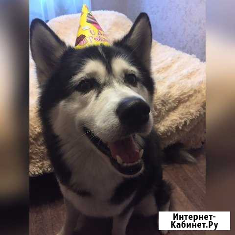 Вязка Хаски Барнаул - изображение 1