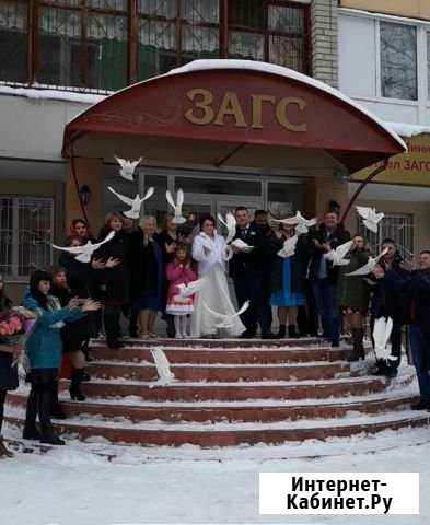 Выпуск голубей Барнаул - изображение 1