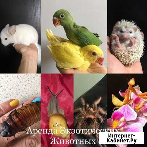 Аренда и передержка экзотических животных Москва - изображение 1