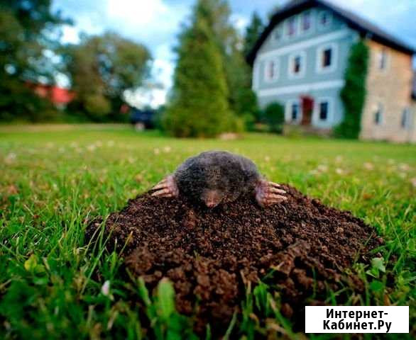 Уничтожение клещей, мышей, кротов Пушкин - изображение 1