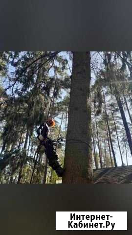 Спил Деревьев.Расчистка участка от деревьев Кубинка - изображение 1