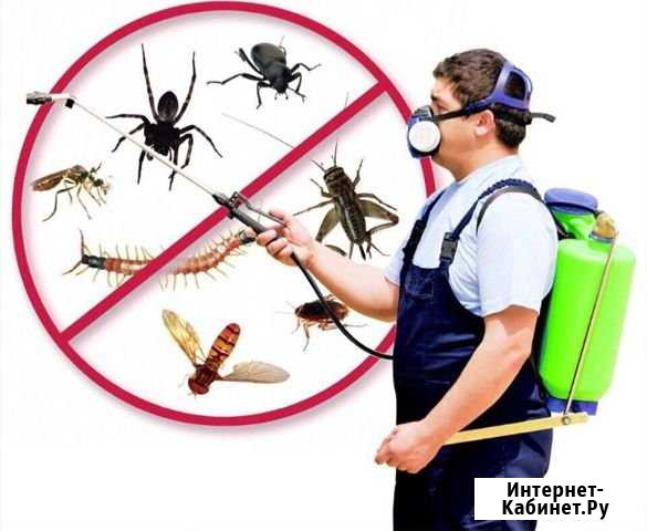 Уничтожение тараканов, клопов, клещей Домодедово - изображение 1