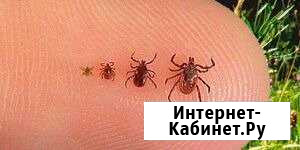 Уничтожение клещей Обработка от клещей Новосибирск - изображение 1