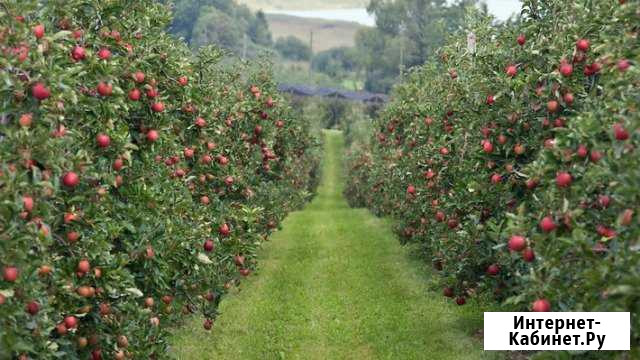 Участок СНТ, ДНП 960 сот. на продажу в Великих Луках Великие Луки - изображение 1