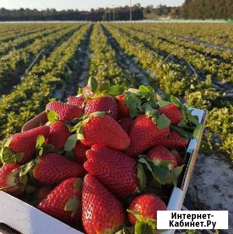 Участок СНТ, ДНП 1200 сот. на продажу в Кузнечном Кузнечное - изображение 1